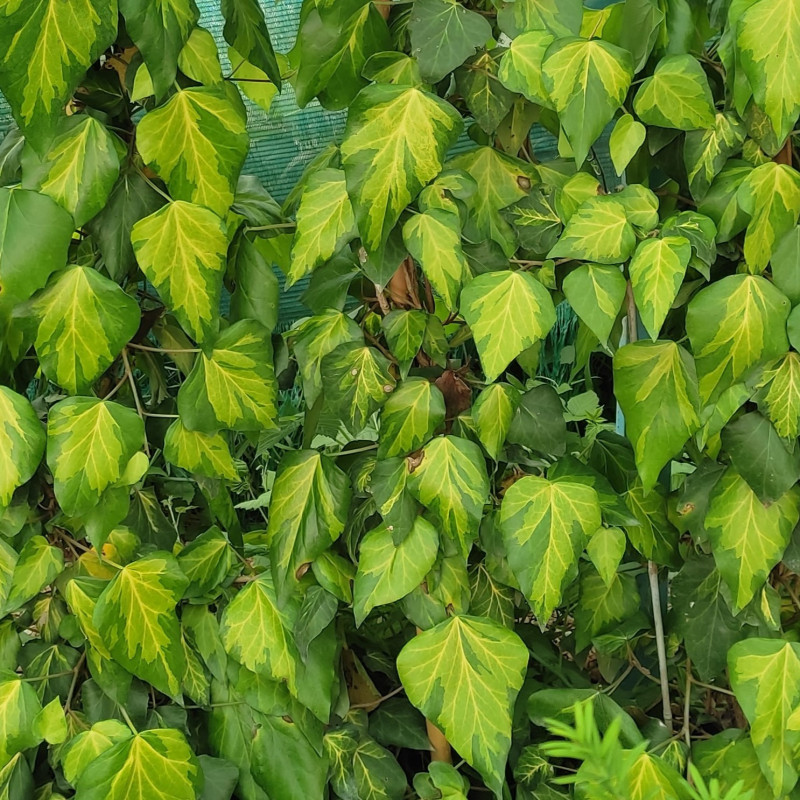 Hedera colchica 'Yellow Variegata'