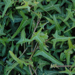 Hedera helix 'Sagittifolia'