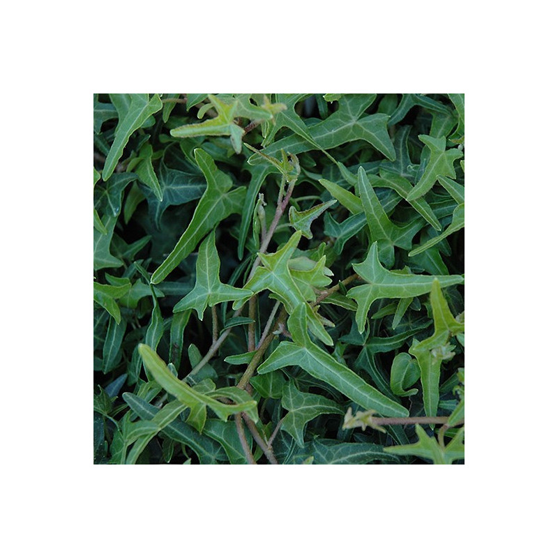 Hedera helix 'Sagittifolia'