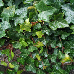 Hedera hibernica