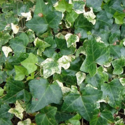 Hedera hibernica 'White Variegata'