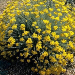 Helichrysum italicum