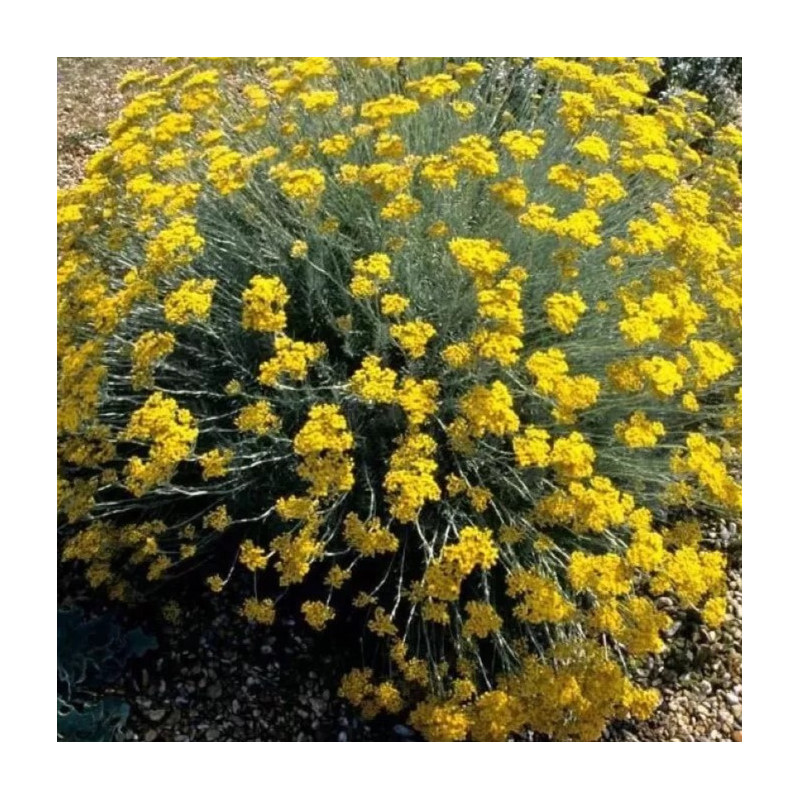 Helichrysum italicum