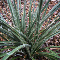 Hesperaloe parviflora