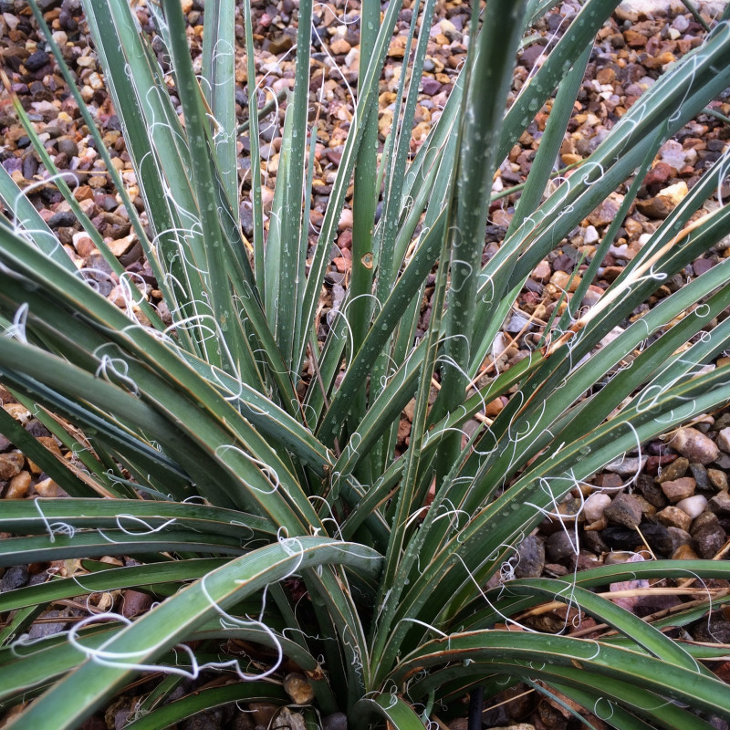Hesperaloe parviflora