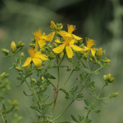 Hypericum perforatum
