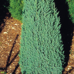 Juniperus chinensis 'Stricta'
