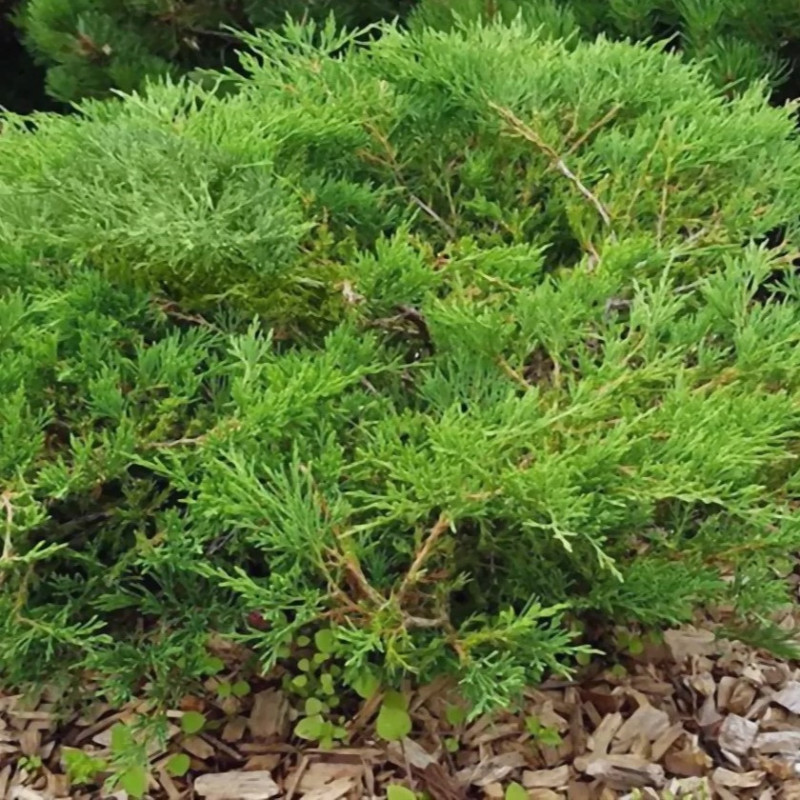 Juniperus horizontalis 'Andorra Compact'