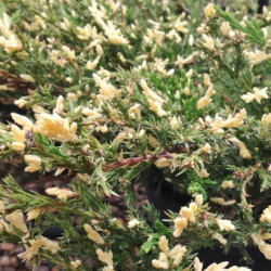 Juniperus horizontalis 'Andorra Variegata'
