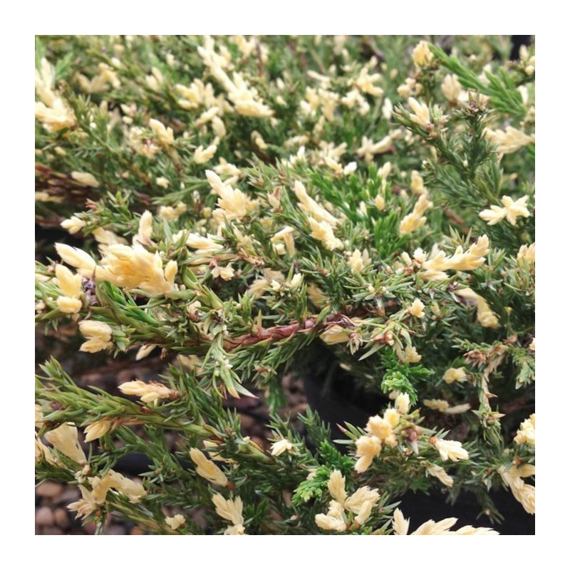 Juniperus horizontalis 'Andorra Variegata'