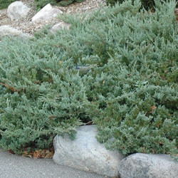 Juniperus horizontalis 'Hughes'