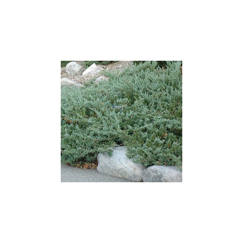 Juniperus horizontalis 'Hughes'