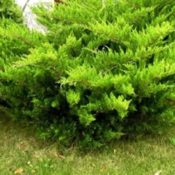 Juniperus media 'Mint Julet'