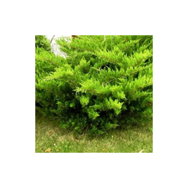 Juniperus media 'Mint Julet'