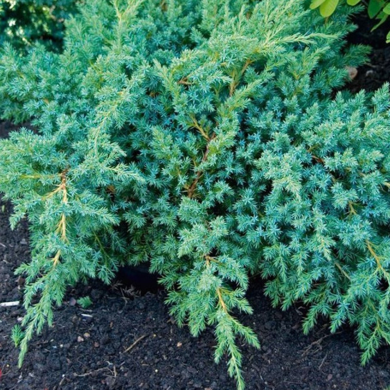 Juniperus squamata 'Blue Swede'