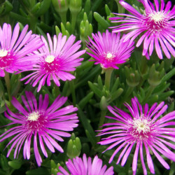 Lampranthus coccineus