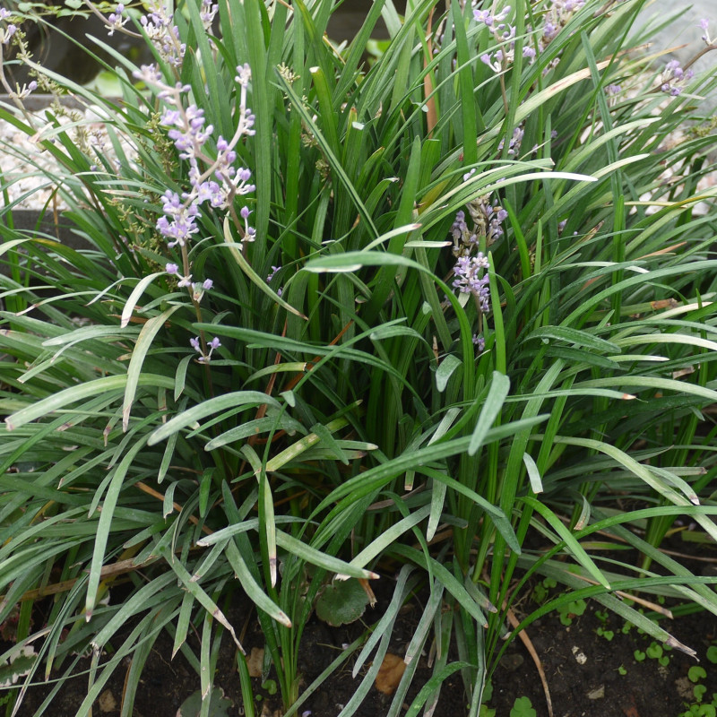 Liriope spicata