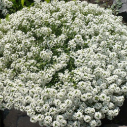 Lobularia maritima