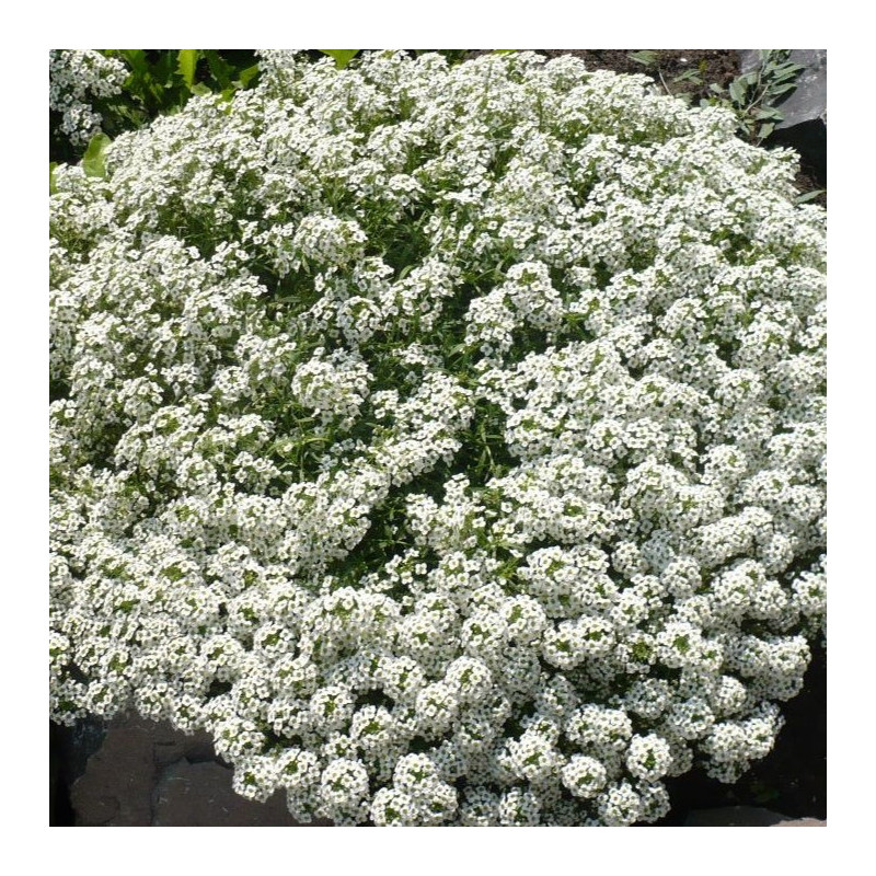 Lobularia maritima