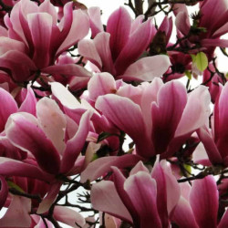 Magnolia liliflora