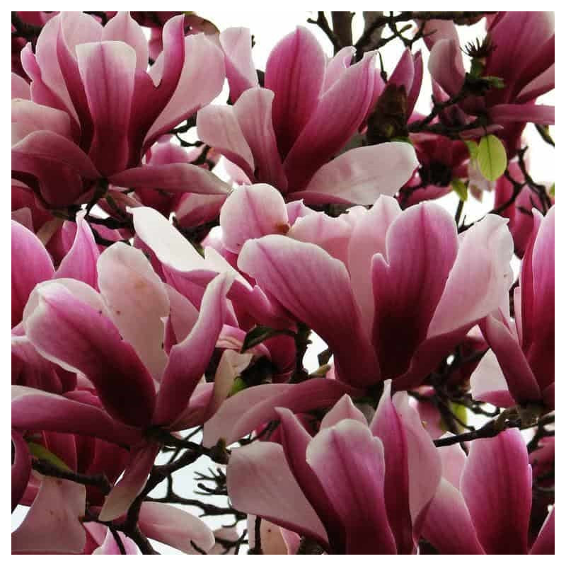 Magnolia liliflora