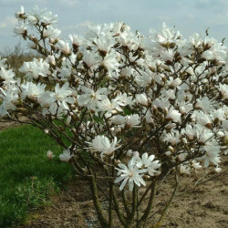 Magnolia stellata