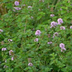Mentha pulegium