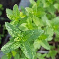 Mentha spicata