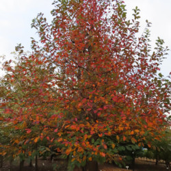 Nyssa sylvatica