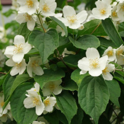 Philadelphus coronarius