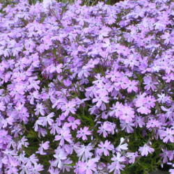 Phlox subulata