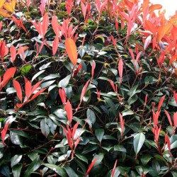 Photinia fraseri 'Red Robin'
