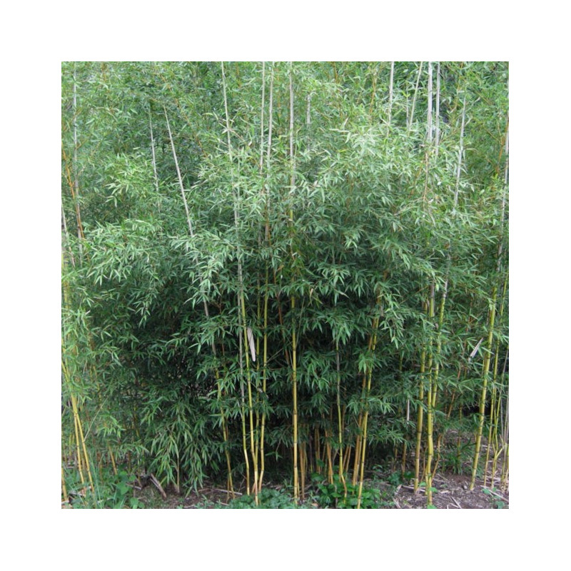 Phyllostachys aureosulcata