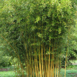 Phyllostachys aureosulcata 'Spectabilis'