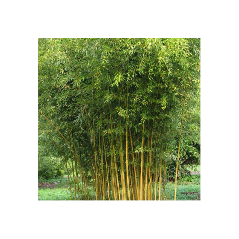 Phyllostachys aureosulcata 'Spectabilis'