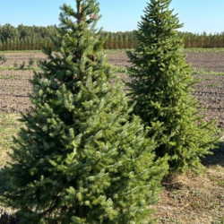 Picea omorika