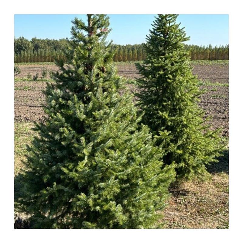 Picea omorika