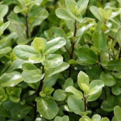 Pittosporum tenuifolium