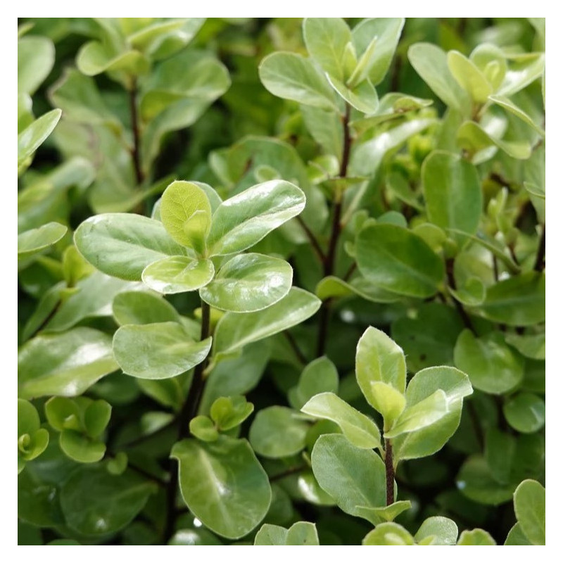 Pittosporum tenuifolium