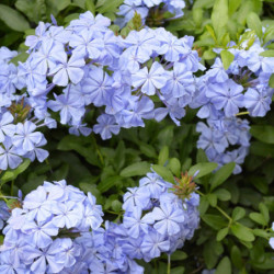 Plumbago capensis