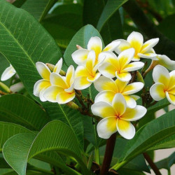 Plumeria alba