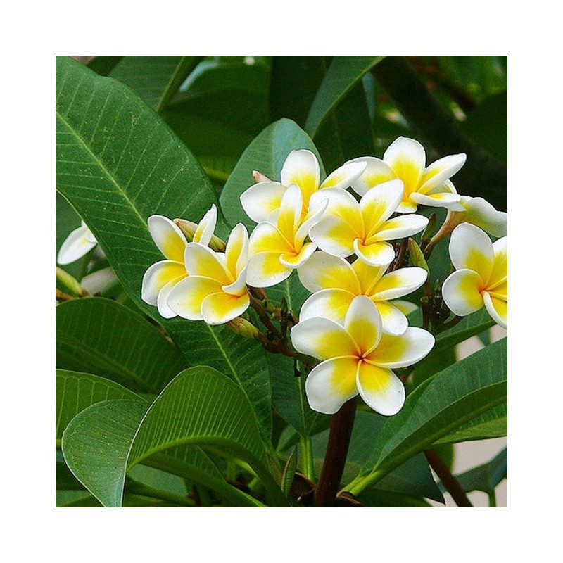 Plumeria alba
