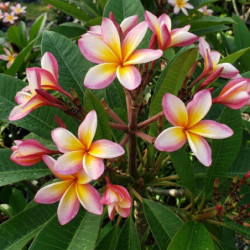 Plumeria rubra