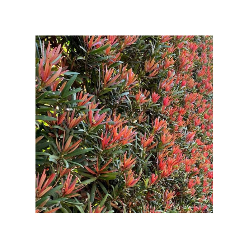 Podocarpus macrophyllus