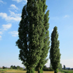 Populus nigra 'Italica'