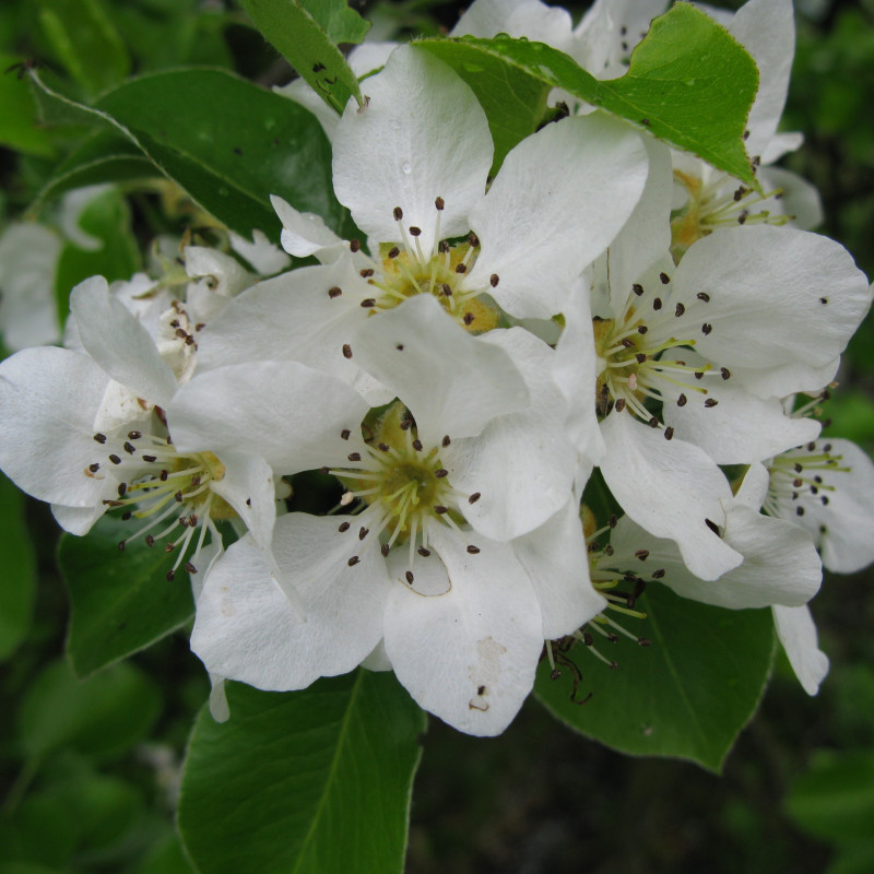 Pyrus cordata