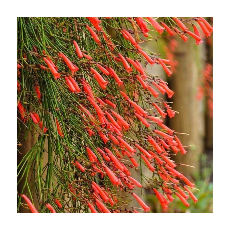 Russelia equisetiformis