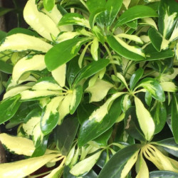 Schefflera arboricola 'Variegata'