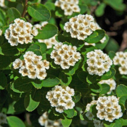 Spiraea nipponica