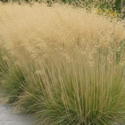Stipa gigantea